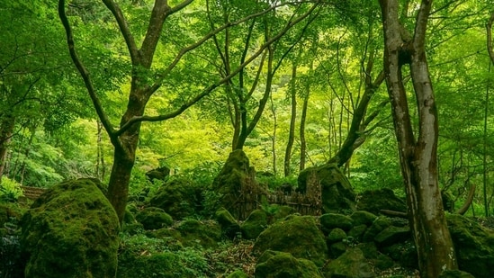 For project in Maharashtra's Gadchiroli, trees set to be planted 1,000km away — on already forested land