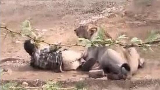On camera: Lioness pins down man in Gujarat village. How he escaped