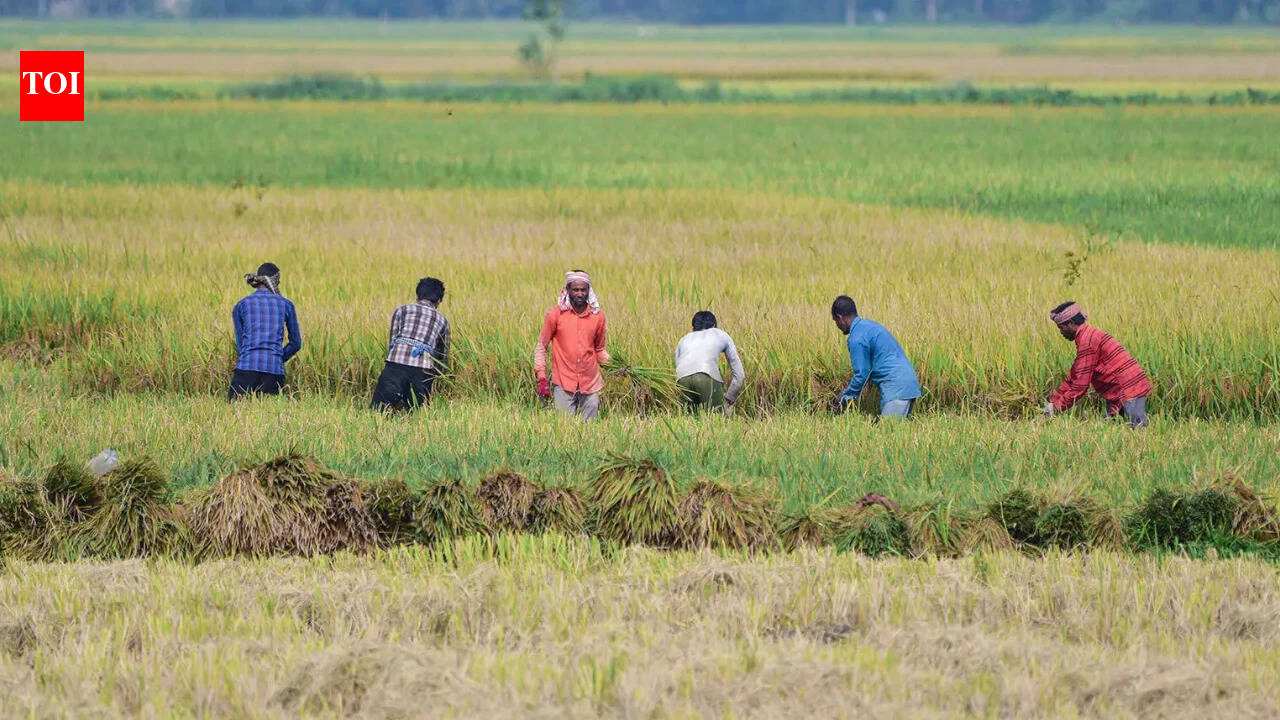 August rainfall fails to reduce India's monsoon deficit