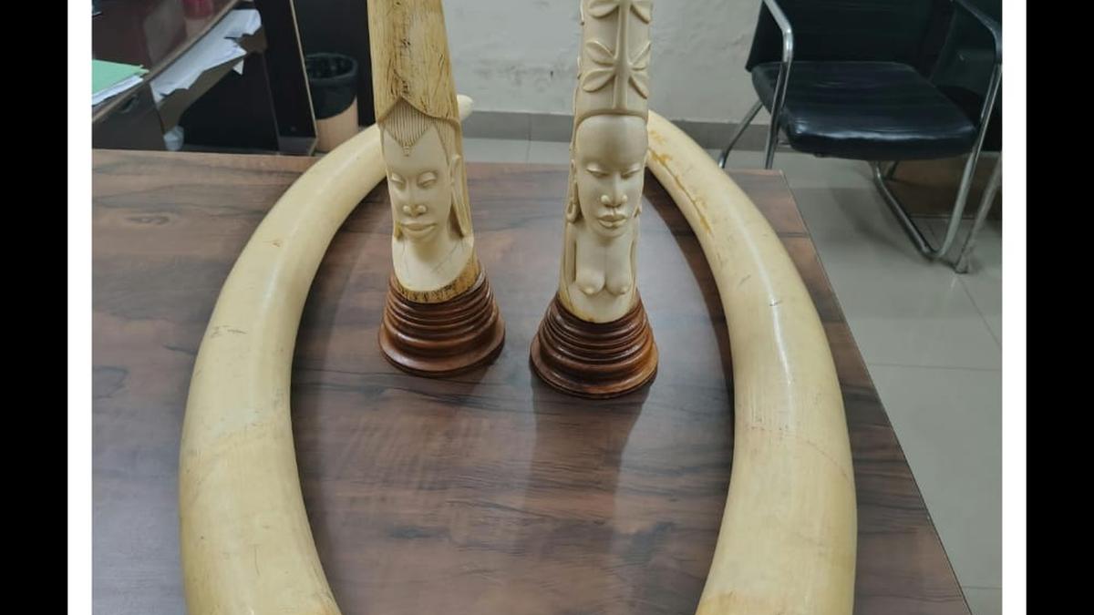 DRI seizes four elephant tusks, ivory articles in Hyderabad’s Banjara Hills; three held