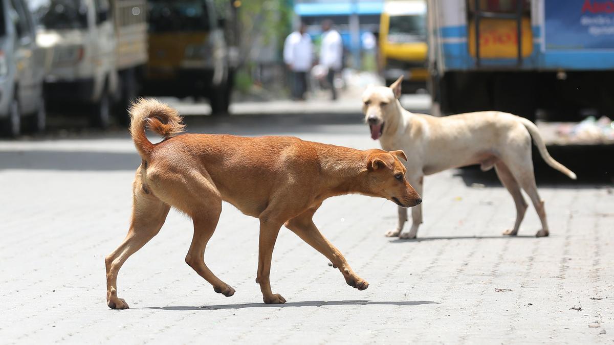 Kochi Corporation mulls mobile ABC units to ensure balanced stray dog control