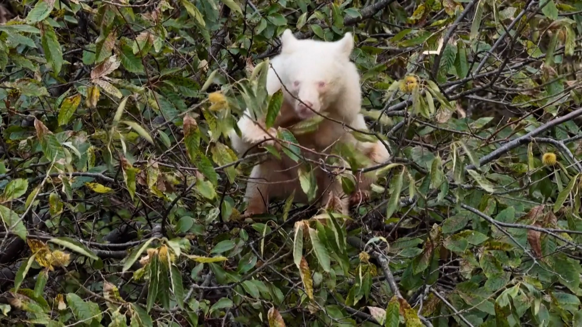 Video shows rare albino Asian black bear