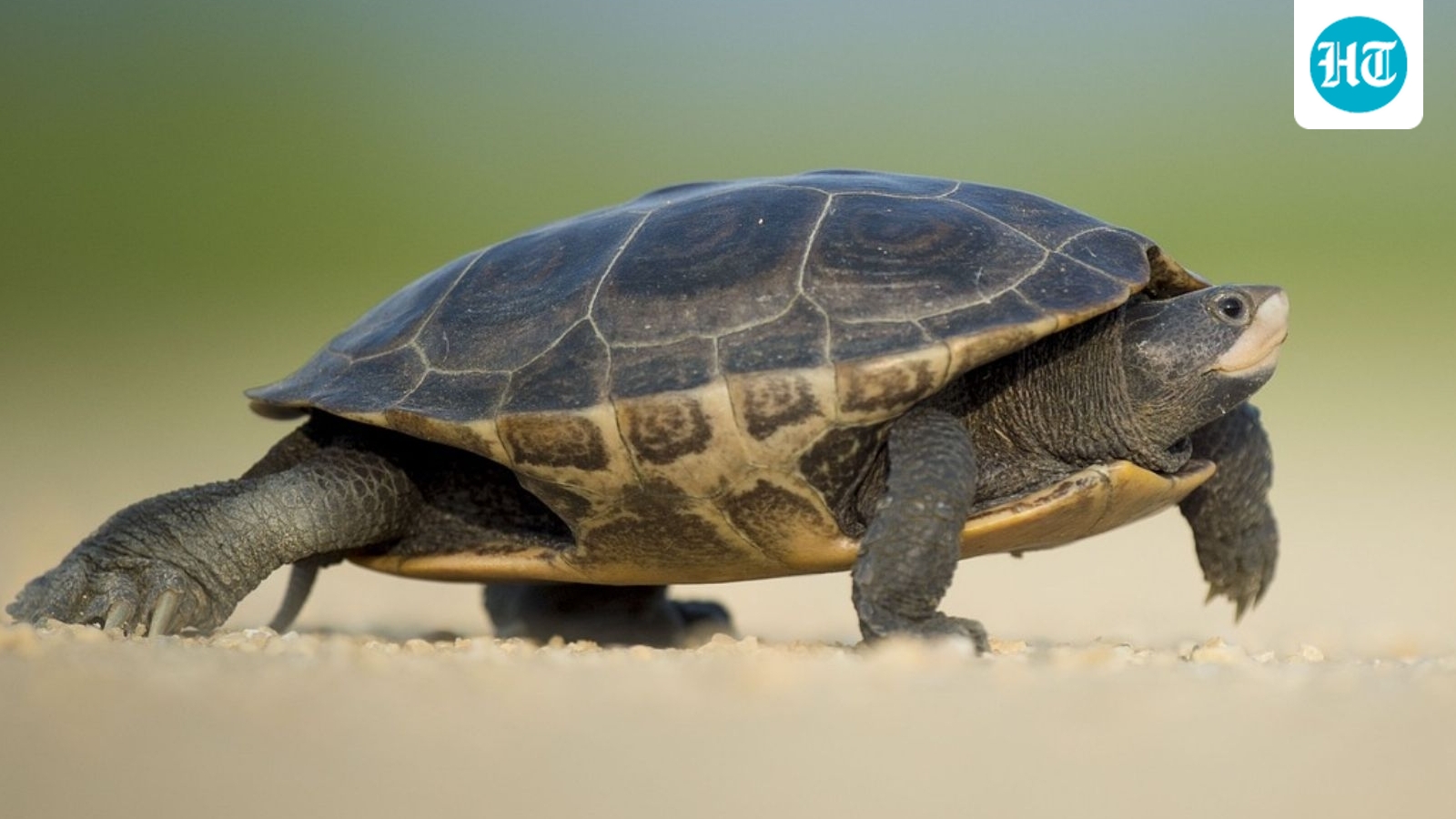 21 turtles of protected species rescued in MP after tip-off by arrested gang member